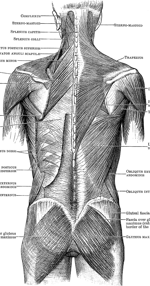 Иллюстрация к книге — Не жилец! История медицины в увлекательных заметках [i_060.jpg]