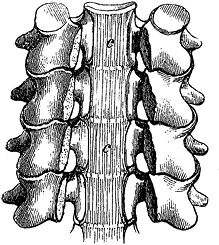 Иллюстрация к книге — Не жилец! История медицины в увлекательных заметках [i_061.jpg]