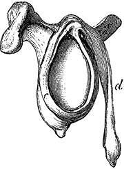 Иллюстрация к книге — Не жилец! История медицины в увлекательных заметках [i_062.jpg]