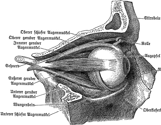 Иллюстрация к книге — Не жилец! История медицины в увлекательных заметках [i_073.jpg]