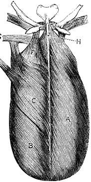 Иллюстрация к книге — Не жилец! История медицины в увлекательных заметках [i_074.jpg]