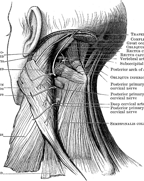 Иллюстрация к книге — Не жилец! История медицины в увлекательных заметках [i_075.jpg]
