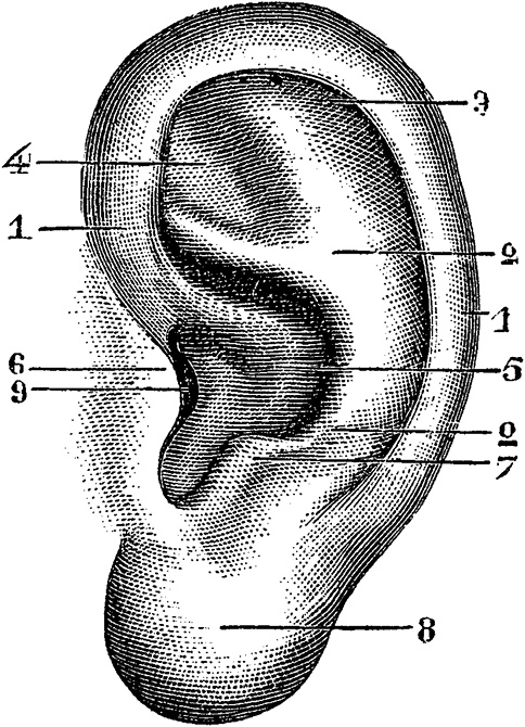 Иллюстрация к книге — Не жилец! История медицины в увлекательных заметках [i_076.jpg]