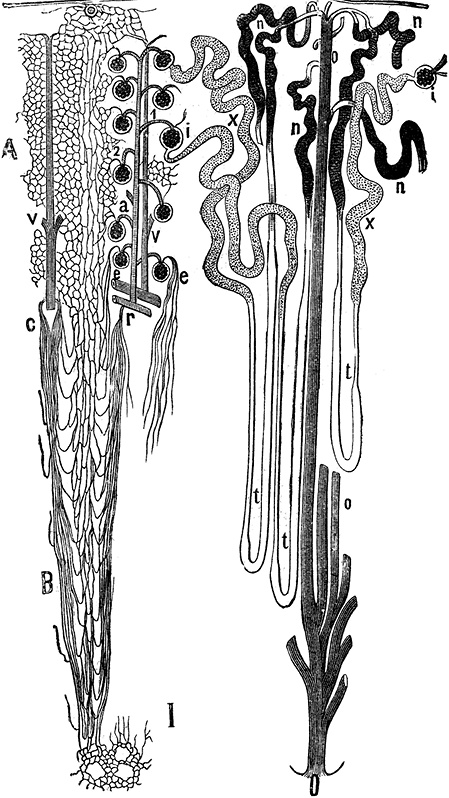 Иллюстрация к книге — Не жилец! История медицины в увлекательных заметках [i_077.jpg]