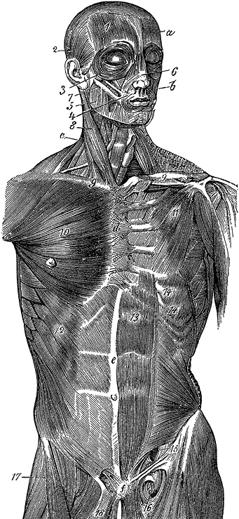 Иллюстрация к книге — Не жилец! История медицины в увлекательных заметках [i_083.jpg]
