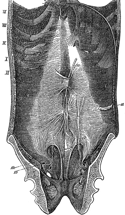 Иллюстрация к книге — Не жилец! История медицины в увлекательных заметках [i_084.jpg]