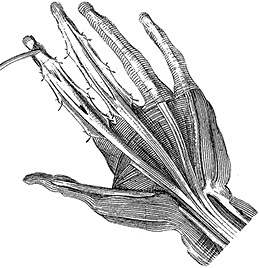 Иллюстрация к книге — Не жилец! История медицины в увлекательных заметках [i_085.jpg]