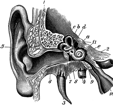 Иллюстрация к книге — Не жилец! История медицины в увлекательных заметках [i_086.jpg]
