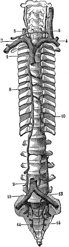 Иллюстрация к книге — Не жилец! История медицины в увлекательных заметках [i_089.jpg]