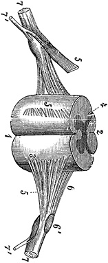 Иллюстрация к книге — Не жилец! История медицины в увлекательных заметках [i_099.jpg]