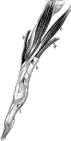 Иллюстрация к книге — Не жилец! История медицины в увлекательных заметках [i_101.jpg]