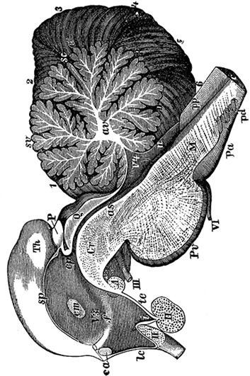 Иллюстрация к книге — Не жилец! История медицины в увлекательных заметках [i_104.jpg]