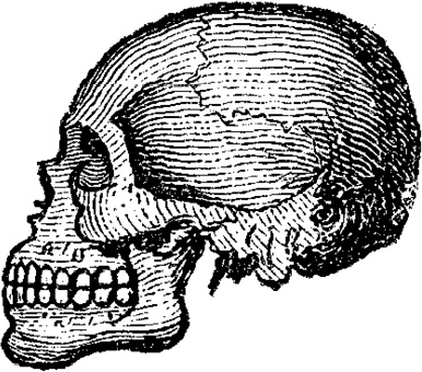 Иллюстрация к книге — Не жилец! История медицины в увлекательных заметках [i_107.jpg]