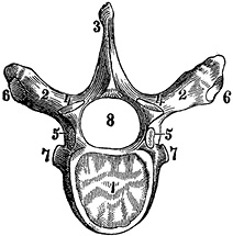 Иллюстрация к книге — Не жилец! История медицины в увлекательных заметках [i_109.jpg]