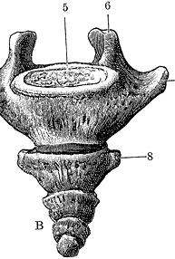 Иллюстрация к книге — Не жилец! История медицины в увлекательных заметках [i_111.jpg]