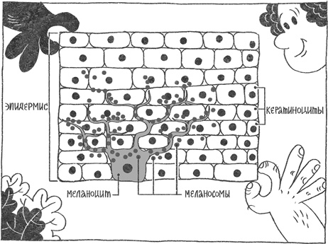 Иллюстрация к книге — Странная обезьяна. Куда делась шерсть и почему люди разного цвета [i_057.jpg]