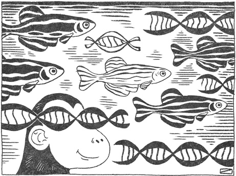 Иллюстрация к книге — Странная обезьяна. Куда делась шерсть и почему люди разного цвета [i_068.jpg]