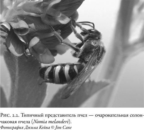 Иллюстрация к книге — Жужжащие. Естественная история пчёл [i_011.jpg]