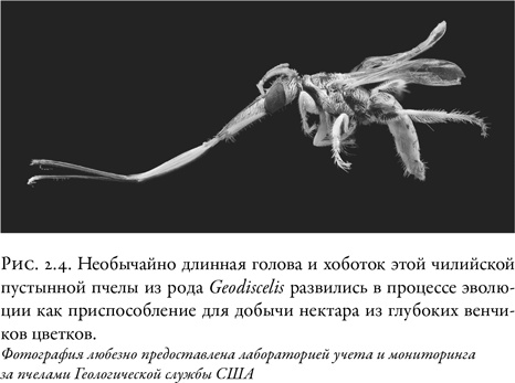 Иллюстрация к книге — Жужжащие. Естественная история пчёл [i_013.jpg]