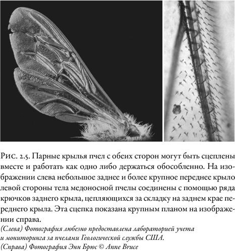 Иллюстрация к книге — Жужжащие. Естественная история пчёл [i_014.jpg]