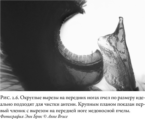 Иллюстрация к книге — Жужжащие. Естественная история пчёл [i_015.jpg]