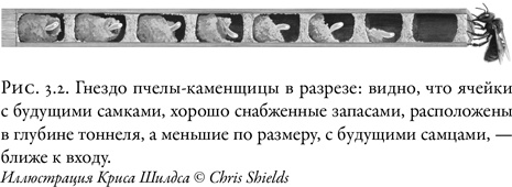 Иллюстрация к книге — Жужжащие. Естественная история пчёл [i_019.jpg]