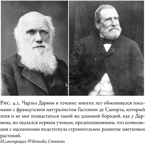 Иллюстрация к книге — Жужжащие. Естественная история пчёл [i_022.jpg]