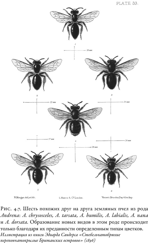 Иллюстрация к книге — Жужжащие. Естественная история пчёл [i_027.jpg]