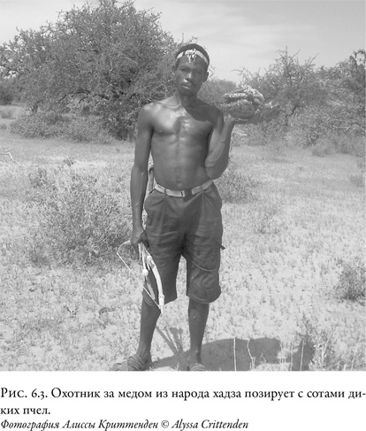 Иллюстрация к книге — Жужжащие. Естественная история пчёл [i_033.jpg]