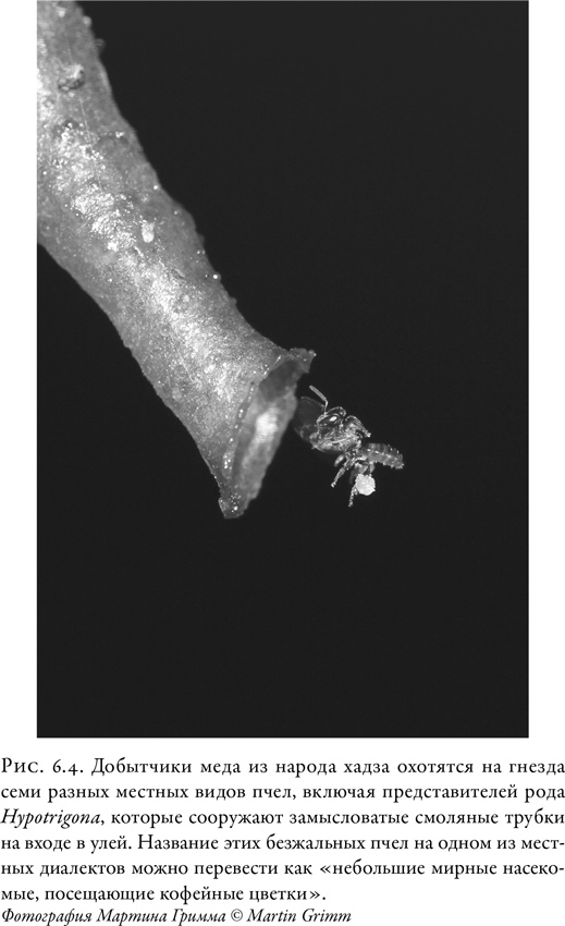 Иллюстрация к книге — Жужжащие. Естественная история пчёл [i_034.jpg]