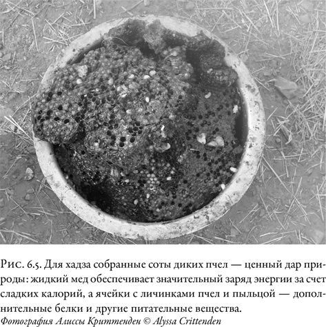 Иллюстрация к книге — Жужжащие. Естественная история пчёл [i_035.jpg]