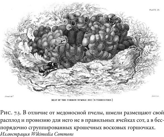 Иллюстрация к книге — Жужжащие. Естественная история пчёл [i_039.jpg]