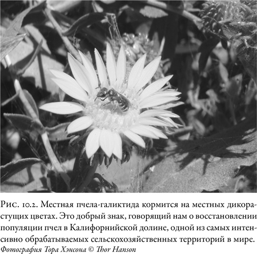 Иллюстрация к книге — Жужжащие. Естественная история пчёл [i_049.jpg]