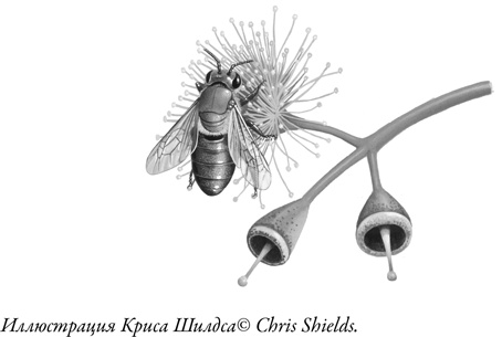 Иллюстрация к книге — Жужжащие. Естественная история пчёл [i_050.jpg]