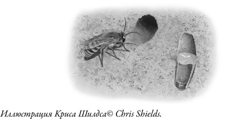 Иллюстрация к книге — Жужжащие. Естественная история пчёл [i_051.jpg]