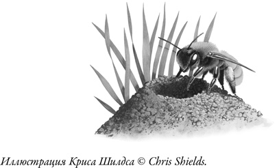 Иллюстрация к книге — Жужжащие. Естественная история пчёл [i_052.jpg]