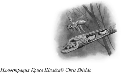 Иллюстрация к книге — Жужжащие. Естественная история пчёл [i_053.jpg]