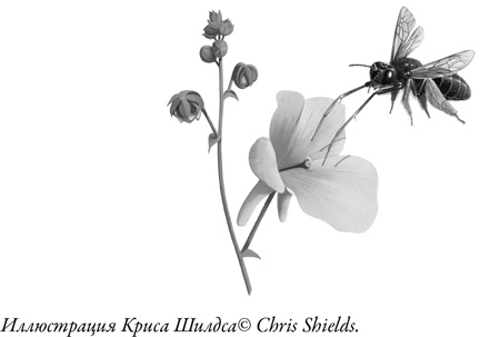 Иллюстрация к книге — Жужжащие. Естественная история пчёл [i_054.jpg]