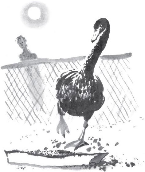 Иллюстрация к книге — Брат-юннат [i_022.jpg]