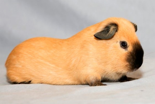 Иллюстрация к книге — Похудеть – это просто [_44.jpg]