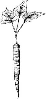 Иллюстрация к книге — Метод Нагумо. Японская система питания, которая поможет снизить вес, вернуть молодость кожи и улучшить здоровье за 4 недели [img_26.jpg]