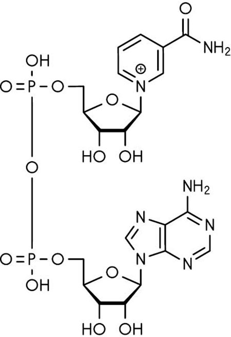 Иллюстрация к книге — Метод Нагумо. Японская система питания, которая поможет снизить вес, вернуть молодость кожи и улучшить здоровье за 4 недели [img_9.jpg]