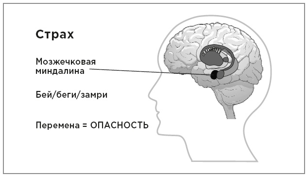 Иллюстрация к книге — Нейробиология перемен: почему наш мозг сопротивляется всему новому и как его настроить на успех [i_016.jpg]