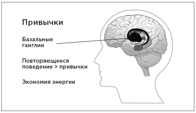 Иллюстрация к книге — Нейробиология перемен: почему наш мозг сопротивляется всему новому и как его настроить на успех [i_019.jpg]