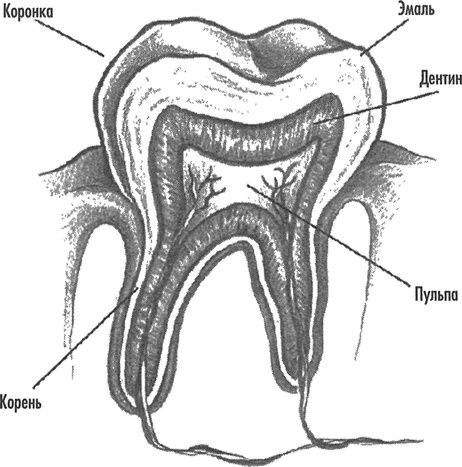 Иллюстрация к книге — Естественное лечение кариеса. Реминерализация и восстановление зубов при помощи питания [i_012.jpg]