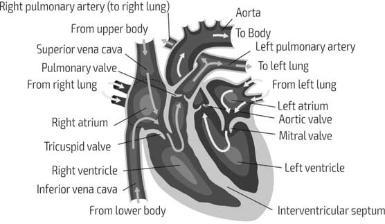 Иллюстрация к книге — Врачи. Восхитительные и трагичные истории о том, как низменные страсти, меркантильные помыслы и абсурдные решения великих светил медицины помогли выжить человечеству [i_011.jpg]