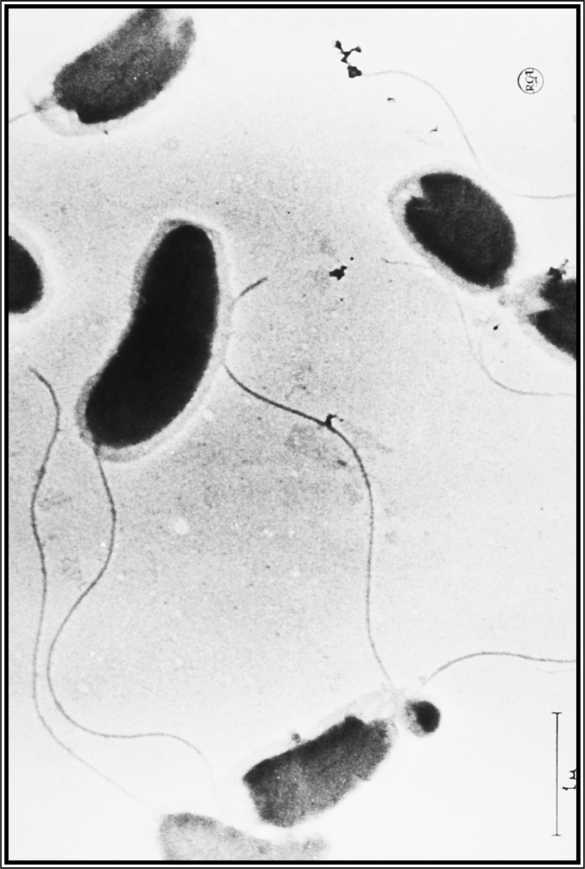 Иллюстрация к книге — Карта призраков. Как самая страшная эпидемия холеры в викторианском Лондоне изменила науку, города и современный мир [i_009.jpg]