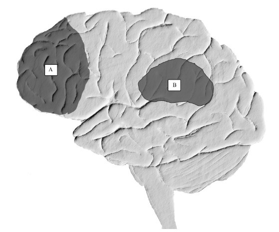 Иллюстрация к книге — Креативный мозг. Как рождаются идеи, меняющие мир [i_014.jpg]