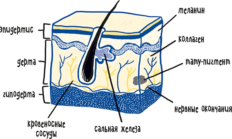 Иллюстрация к книге — Если бы наши тела могли говорить. Руководство по эксплуатации и обслуживанию человеческого тела [i_004.jpg]