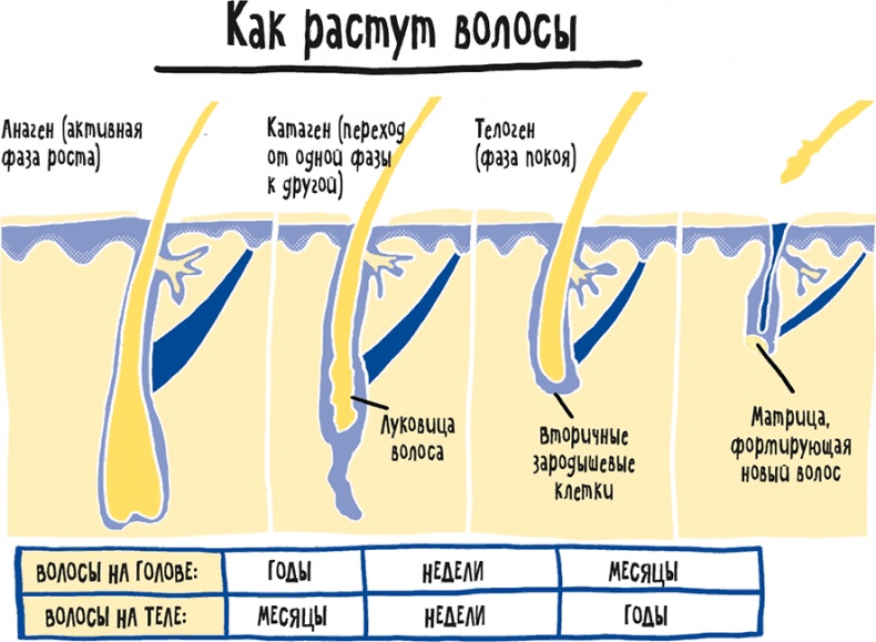 Иллюстрация к книге — Если бы наши тела могли говорить. Руководство по эксплуатации и обслуживанию человеческого тела [i_008.jpg]